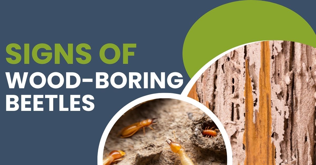 Signs of wood-boring beetle activity: what surveyors look for in a property survey